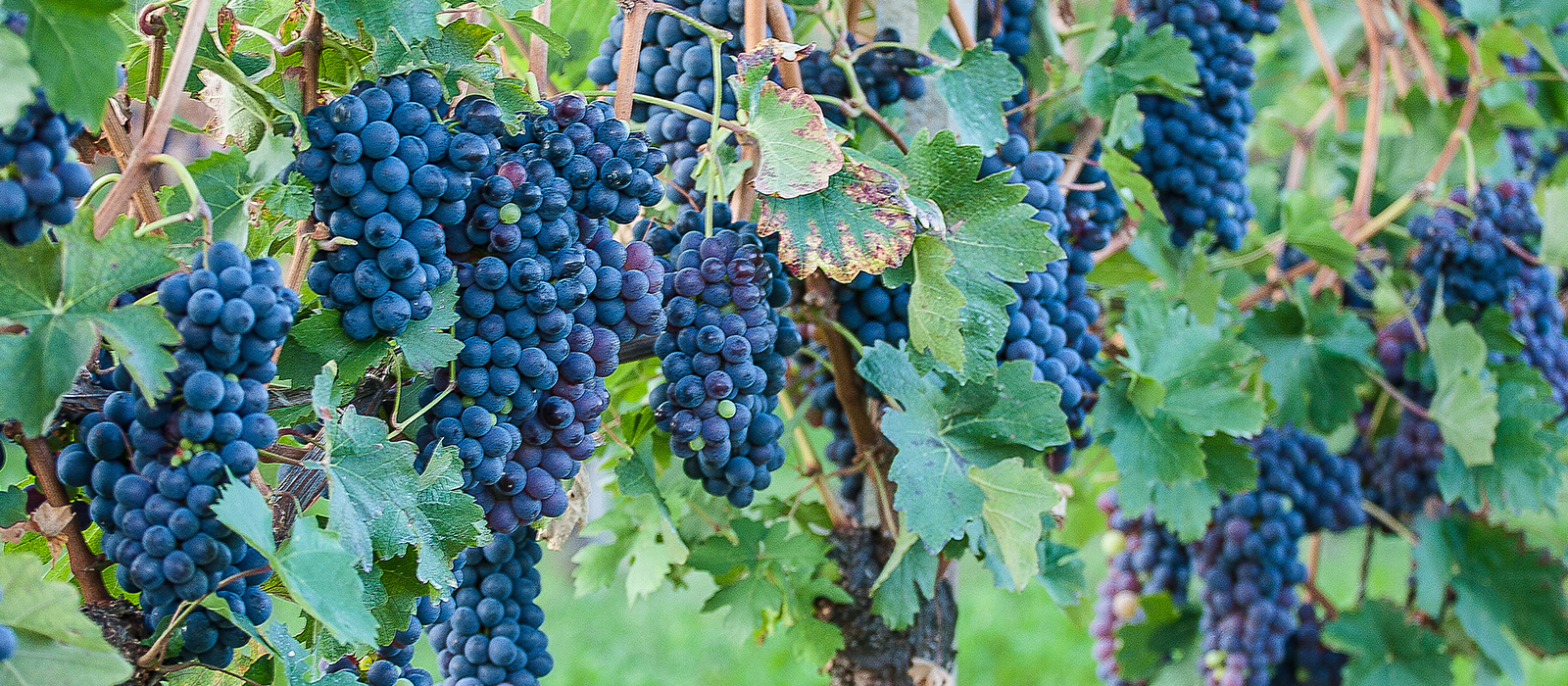 Grignolino сорт винограда